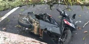 Ngeri! Detik-detik Pohon Karet Tumbang Tewaskan Pemotor di Cikidang