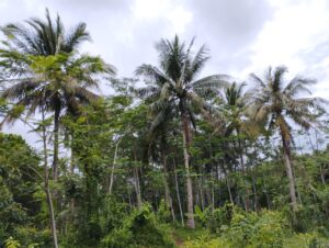 Isu Kelapa Ditebang Paksa Diganti Sawit di Surade, SPI Desak Distan Bertindak