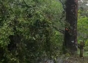 Angin Kencang Tumbangkan Pohon di Ciemas, Akses Jalan Sempat Tertutup
