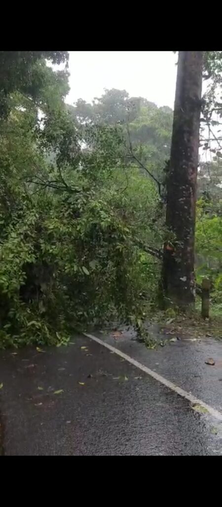 Angin Kencang Tumbangkan Pohon di Ciemas, Akses Jalan Sempat Tertutup