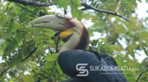 Memilukan, Seekor Julang Emas Mati Dengan Dua Luka Tembak di SM Cikepuh Sukabumi