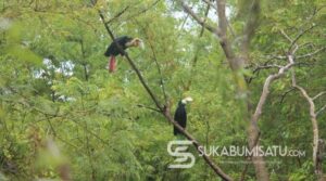 Pemburu Julang Emas di SM Cikepuh Sukabumi Bisa Diancam Hukuman Penjara dan Denda Rp 100 Juta