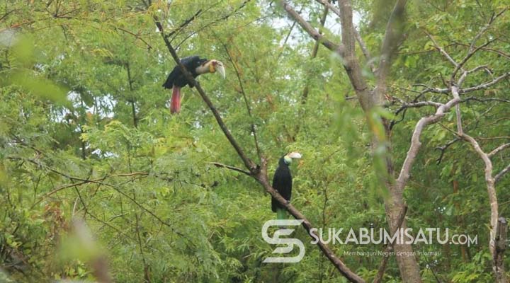Pemburu Julang Emas di SM Cikepuh Sukabumi Bisa Diancam Hukuman Penjara dan Denda Rp 100 Juta