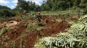 Innalillahi! Longsor Timbun Puluhan Petak Sawah dan Sumber Air Bersih di Nagrak Sukabumi