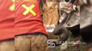 Geger! Ular Piton 3,5 Meter Kagetkan Penggali Kabel PLN di Sukaraja Sukabumi