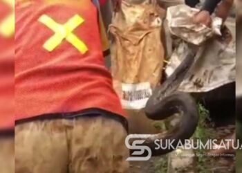 Geger! Ular Piton 3,5 Meter Kagetkan Penggali Kabel PLN di Sukaraja Sukabumi