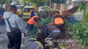Sempat Bikin Macet, Batang Pohon Mahoni Tumbang di Jalan Bhayangkara Sukabumi