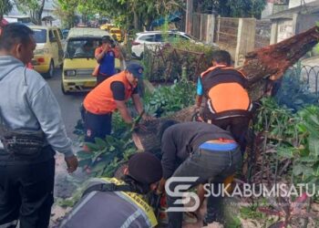 Sempat Bikin Macet, Batang Pohon Mahoni Tumbang di Jalan Bhayangkara Sukabumi