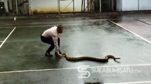 Ular Piton Sepanjang 3,5 Meter Kagetkan Para Pegawai di Pendopo Kabupaten Sukabumi