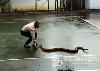 Ular Piton Sepanjang 3,5 Meter Kagetkan Para Pegawai di Pendopo Kabupaten Sukabumi