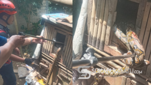 Mangsa Ternak Ayam, Ular Piton Sepanjang 2 Meter Ditangkap di Cibadak Sukabumi