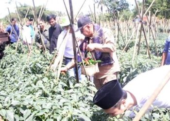 Apresiasi Bank Indonesia, Wabup Iyos Hadiri Panen Cabai Pangsi di Ponpes Al-Hikmah Sukaraja