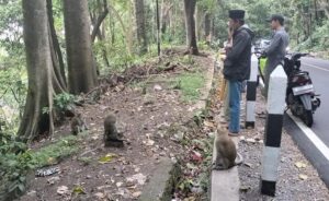 Waduh! Kehabisan Sumber Makanan, Kawanan Monyet Turun ke Jalan Raya di Sukawayana Sukabumi