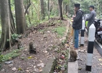 Waduh! Kehabisan Sumber Makanan, Kawanan Monyet Turun ke Jalan Raya di Sukawayana Sukabumi