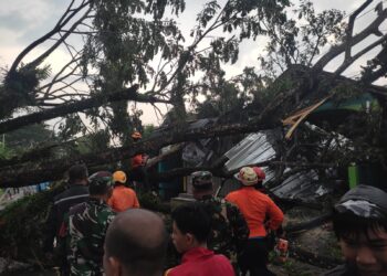 Pohon Tumbang Timpa Rumah di Warungkiara Sukabumi, Lalin Sempat Macet Parah