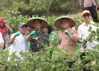Wabup Iyos Apresiasi Panen Raya Edamame, Sebut Sinergitas yang Menguntungkan dan Menyejahterakan