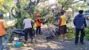 Pohon Tumbang Dekat Rumdin Wali Kota Sukabumi, Empat Orang Dilarikan ke Rumah Sakit