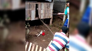 Mangsa Ternak Ayam, Warga Tangkap Ular Piton Sepanjang 3 Meter di Cibadak Sukabumi