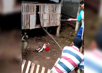 Mangsa Ternak Ayam, Warga Tangkap Ular Piton Sepanjang 3 Meter di Cibadak Sukabumi