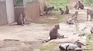 Warga Resah, Ratusan Monyet Liar Masuk ke Pemukiman di Sukaraja Sukabumi