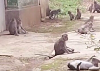 Warga Resah, Ratusan Monyet Liar Masuk ke Pemukiman di Sukaraja Sukabumi