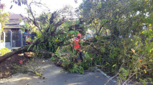 Pemkot Sukabumi Didesak Tanggung Jawab, Pohon Tumbang Dekat Rumdin Wali Kota Nyaris Renggut Nyawa 4 Orang