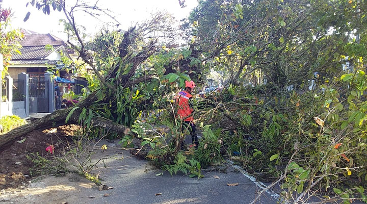 Pemkot Sukabumi Didesak Tanggung Jawab, Pohon Tumbang Dekat Rumdin Wali Kota Nyaris Renggut Nyawa 4 Orang