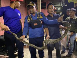Mangsa Kucing Peliharaan, Petugas Tangkap Ular Piton 3 Meter di Cibadak Sukabumi