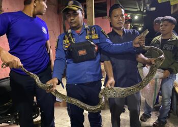 Mangsa Kucing Peliharaan, Petugas Tangkap Ular Piton 3 Meter di Cibadak Sukabumi