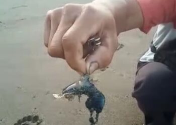 Waspada! Ada Ubur-ubur Jalatrong di Pantai Citepus Kebon Kalapa Sukabumi