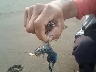 Waspada! Ada Ubur-ubur Jalatrong di Pantai Citepus Kebon Kalapa Sukabumi