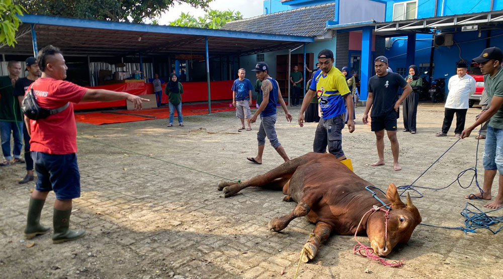 Idul Adha 1444 H, Perumdam TJM Kabupaten Sukabumi Potong 20 Hewan Kurban