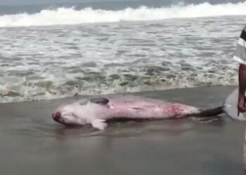 Anak Paus Terdampar di Pantai Citepus Palabuhanratu Berhasil Evakuasi ke Tengah Laut