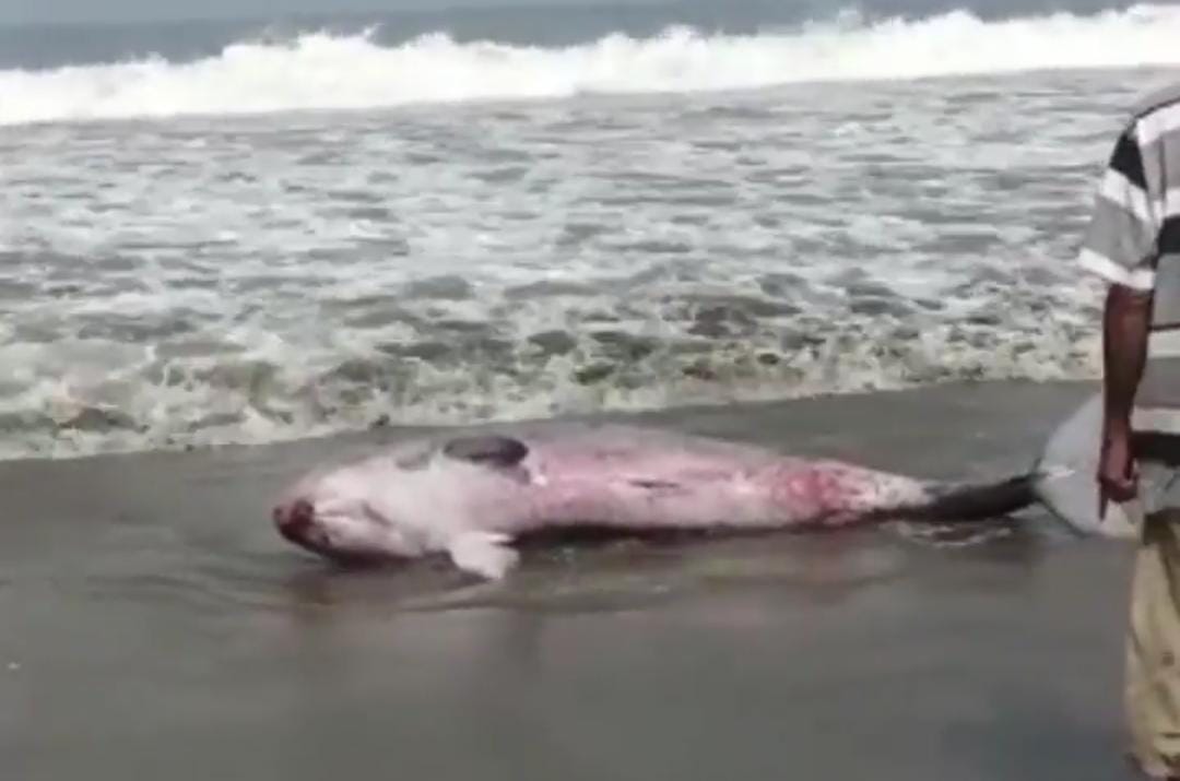 Anak Paus Terdampar di Pantai Citepus Palabuhanratu Berhasil Evakuasi ke Tengah Laut