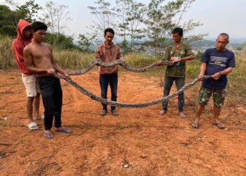 Dua Ekor Ular Piton 4 Meter Gegerkan Warga Cibadak Sukabumi