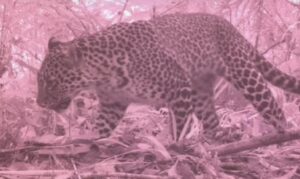 Macan Tutul Jawa Terekam Kamera Jebak di Gunung Gede Pangrango