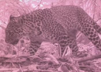 Macan Tutul Jawa Terekam Kamera Jebak di Gunung Gede Pangrango