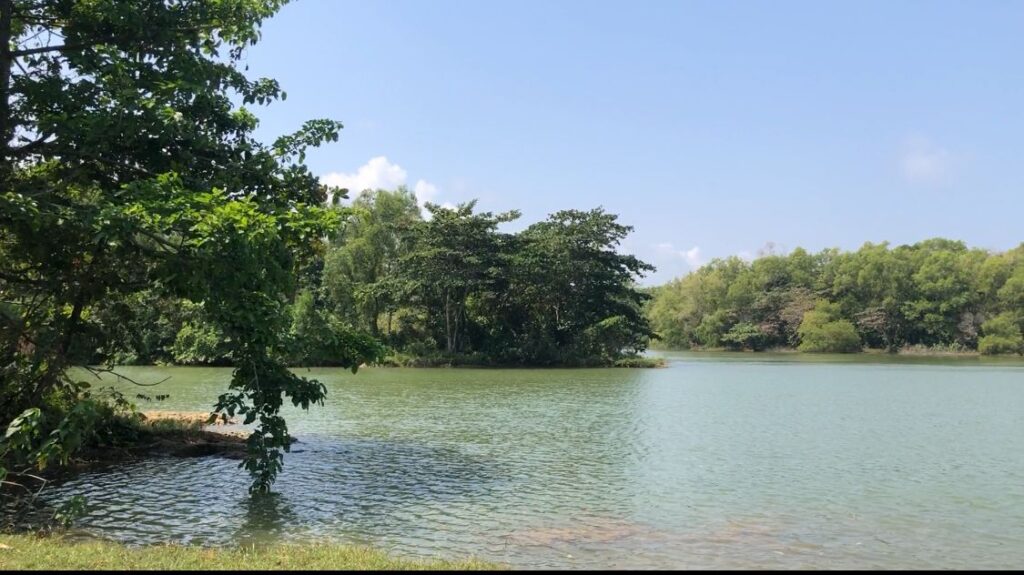 Ngeri! Buaya Muara Terkam Tiga Ekor Domba di Surade Sukabumi