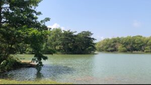 Ngeri! Buaya Muara Terkam Tiga Ekor Domba di Surade Sukabumi