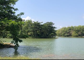 Ngeri! Buaya Muara Terkam Tiga Ekor Domba di Surade Sukabumi