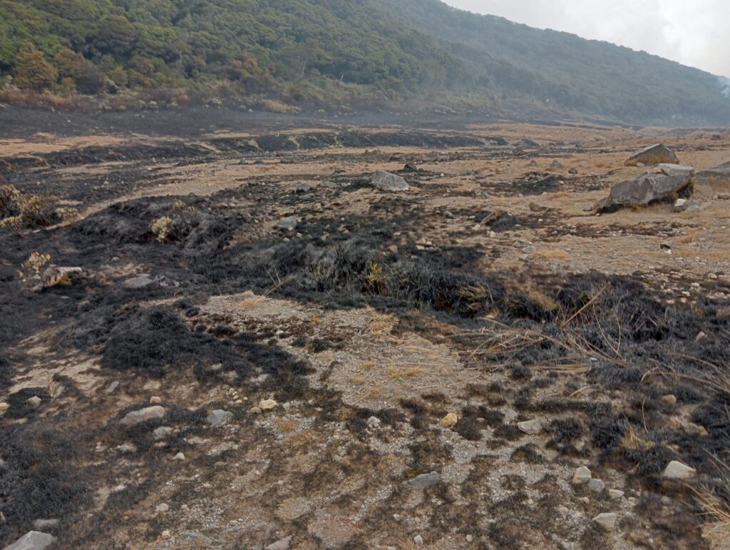 Dampak Kebakaran di Gunung Gede Pangrango, Lahan Seluas 3 Hektare Hangus
