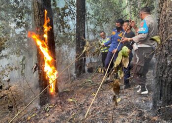 Petugas Kesulitan Padamkan Api, Hutan Pendidikan Gunung Walat Sukabumi Kembali Terbakar
