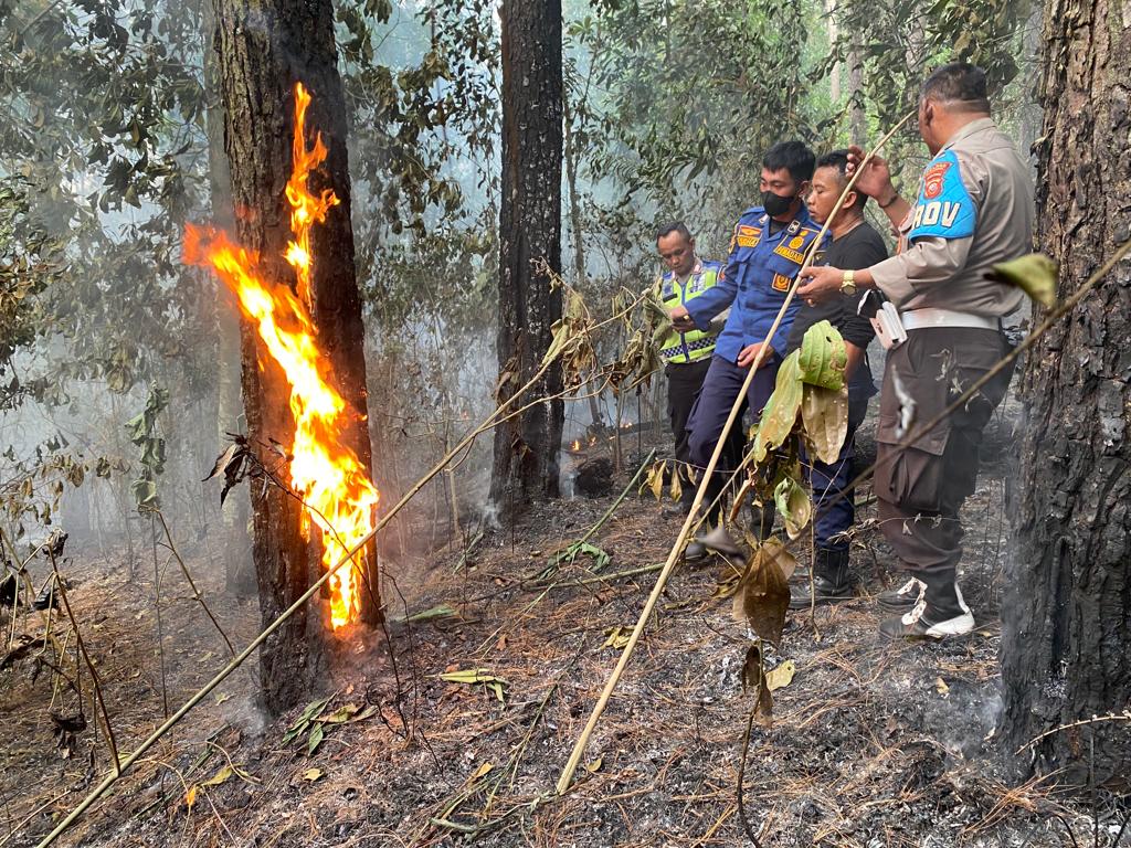 Petugas Kesulitan Padamkan Api, Hutan Pendidikan Gunung Walat Sukabumi Kembali Terbakar