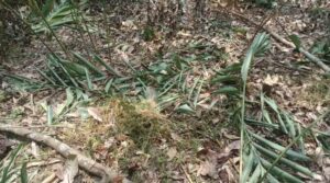 SPI Kecam Perusakan Tanaman Petani Penggarap Eks HGU Sindu Agung Sukabumi