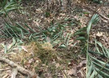 Waduh! Tanaman Petani Penggarap Lahan Eks HGU Sindu Agung Diduga Ditebang Oknum