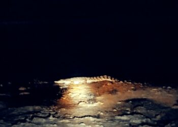 Geger! Sosok Buaya Si Cantik Menampakan Diri di Situ Habibi Sukabumi