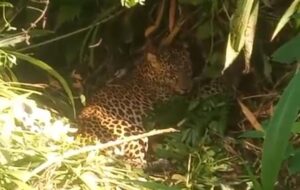 Seekor Macan Tutul Terjerat Perangkap Babi di Kalibunder Sukabumi