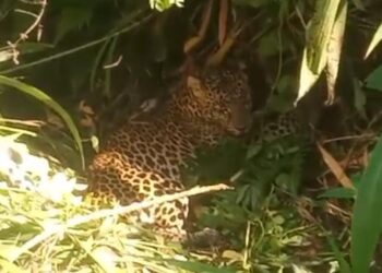 Seekor Macan Tutul Terjerat Perangkap Babi di Kalibunder Sukabumi