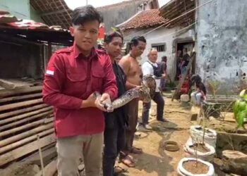 Ular Piton Sepanjang 5 Meter Gegerkan Warga Cibadak Sukabumi
