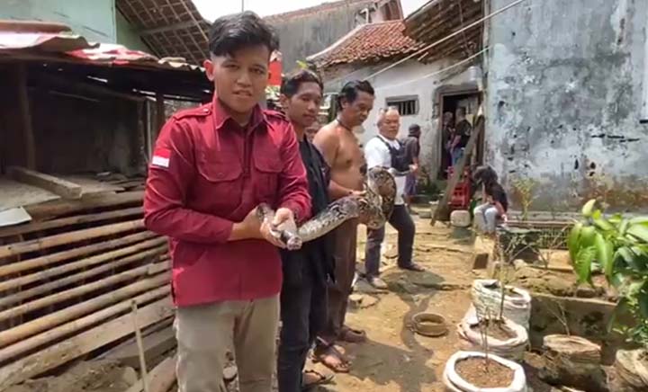 Ular Piton Sepanjang 5 Meter Gegerkan Warga Cibadak Sukabumi